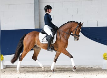 Deutsches Reitpony, Wallach, 6 Jahre, 152 cm, Brauner
