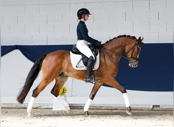 Deutsches Reitpony, Wallach, 6 Jahre, 152 cm, Brauner