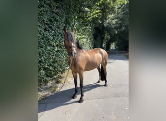 Deutsches Reitpony, Wallach, 6 Jahre, 152 cm, Brauner