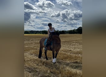 Deutsches Reitpony, Wallach, 6 Jahre, 152 cm, Brauner