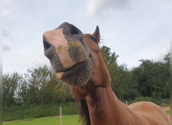 Deutsches Reitpony Mix, Wallach, 6 Jahre, 152 cm, Brauner