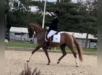 Deutsches Reitpony, Wallach, 6 Jahre, 152 cm, Fuchs