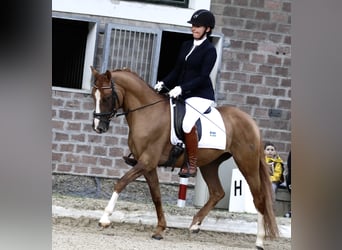 Deutsches Reitpony, Wallach, 6 Jahre, 152 cm, Fuchs