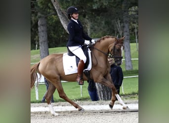 Deutsches Reitpony, Wallach, 6 Jahre, 152 cm, Fuchs