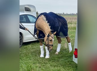 Deutsches Reitpony, Wallach, 6 Jahre, 152 cm, Palomino