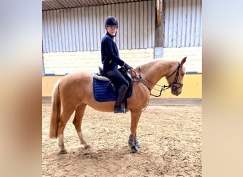 Deutsches Reitpony, Wallach, 6 Jahre, 152 cm, Palomino