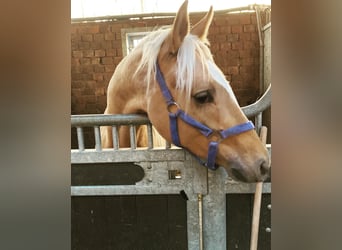 Deutsches Reitpony, Wallach, 6 Jahre, 152 cm, Palomino