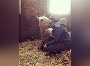 Deutsches Reitpony, Wallach, 6 Jahre, 152 cm, Palomino