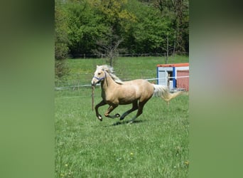 Deutsches Reitpony, Wallach, 6 Jahre, 152 cm, Palomino