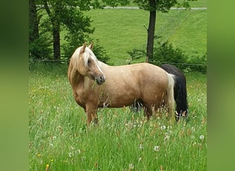 Deutsches Reitpony, Wallach, 6 Jahre, 152 cm, Palomino