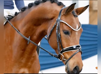 Deutsches Reitpony, Wallach, 6 Jahre, 153 cm, Brauner