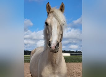 Deutsches Reitpony, Wallach, 6 Jahre, 153 cm, Palomino