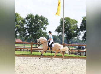 Deutsches Reitpony, Wallach, 6 Jahre, 153 cm, Palomino