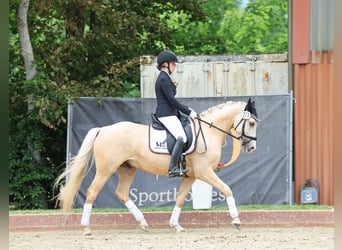 Deutsches Reitpony, Wallach, 6 Jahre, 153 cm, Palomino