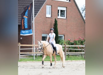 Deutsches Reitpony, Wallach, 6 Jahre, 153 cm, Palomino