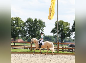 Deutsches Reitpony, Wallach, 6 Jahre, 153 cm, Palomino