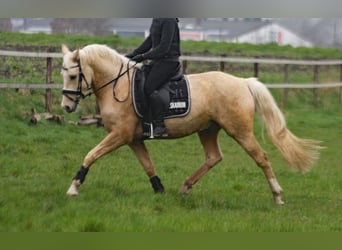 Deutsches Reitpony, Wallach, 6 Jahre, 153 cm, Palomino
