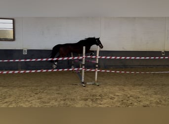 Deutsches Reitpony, Wallach, 6 Jahre, 154 cm, Brauner