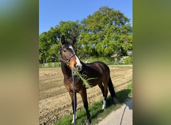 Deutsches Reitpony, Wallach, 6 Jahre, 154 cm, Brauner