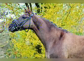 Deutsches Reitpony, Wallach, 6 Jahre, 154 cm