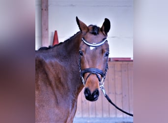 Deutsches Reitpony, Wallach, 6 Jahre, 155 cm, Brauner