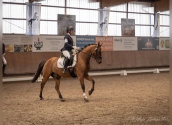Deutsches Reitpony, Wallach, 6 Jahre, 155 cm, Falbe