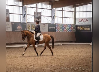 Deutsches Reitpony, Wallach, 6 Jahre, 155 cm, Falbe