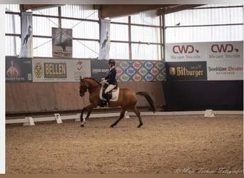 Deutsches Reitpony, Wallach, 6 Jahre, 155 cm, Falbe