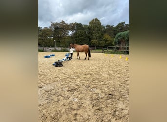 Deutsches Reitpony, Wallach, 6 Jahre, 155 cm, Falbe