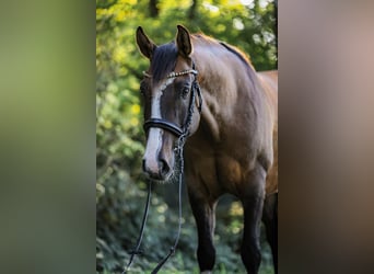 Deutsches Reitpony, Wallach, 6 Jahre, 155 cm, Falbe