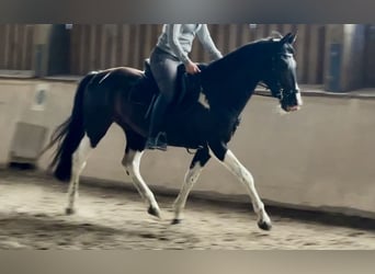 Deutsches Reitpony Mix, Wallach, 6 Jahre, 155 cm, Schecke
