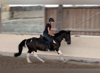 Deutsches Reitpony Mix, Wallach, 6 Jahre, 155 cm, Schecke