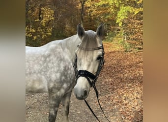 Deutsches Reitpony, Wallach, 6 Jahre, 157 cm, Schimmel