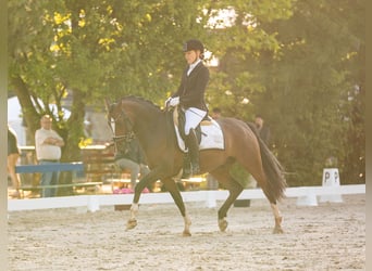 Deutsches Reitpony, Wallach, 6 Jahre, 158 cm, Dunkelbrauner