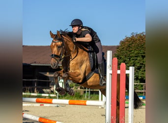 Deutsches Reitpony, Wallach, 6 Jahre, 158 cm, Falbe