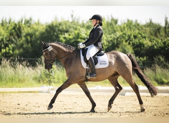 Deutsches Reitpony, Wallach, 6 Jahre, 158 cm, Roan-Blue