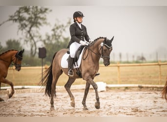 Deutsches Reitpony, Wallach, 6 Jahre, 158 cm, Roan-Blue