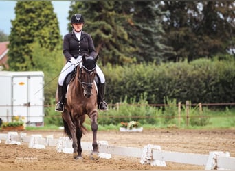 Deutsches Reitpony, Wallach, 6 Jahre, 158 cm, Roan-Blue