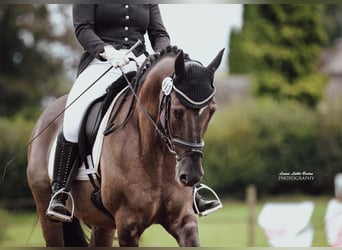 Deutsches Reitpony, Wallach, 6 Jahre, 158 cm, Roan-Blue