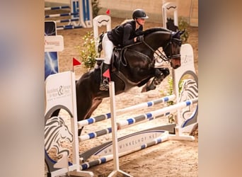 Deutsches Reitpony, Wallach, 6 Jahre, 160 cm, Schwarzbrauner