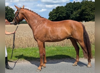 Deutsches Reitpony, Wallach, 6 Jahre, 161 cm, Fuchs
