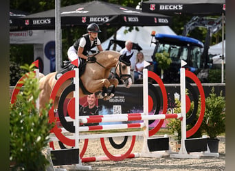 Deutsches Reitpony, Wallach, 6 Jahre, Palomino