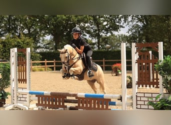 Deutsches Reitpony, Wallach, 7 Jahre, 116 cm, Palomino