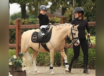 Deutsches Reitpony, Wallach, 7 Jahre, 116 cm, Palomino