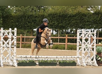 Deutsches Reitpony, Wallach, 7 Jahre, 116 cm, Palomino