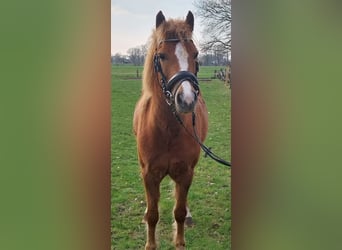 Deutsches Reitpony Mix, Wallach, 7 Jahre, 130 cm, Fuchs