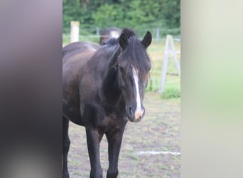 Deutsches Reitpony Mix, Wallach, 7 Jahre, 136 cm, Rappe