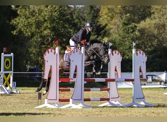 Deutsches Reitpony, Wallach, 7 Jahre, 137 cm, Dunkelbrauner