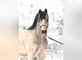 Deutsches Reitpony, Wallach, 7 Jahre, 138 cm, Falbe