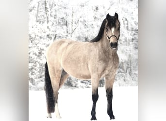 Deutsches Reitpony, Wallach, 7 Jahre, 138 cm, Falbe